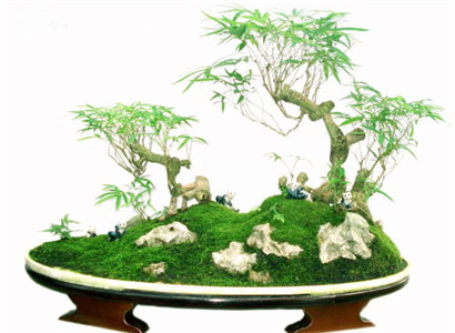 生财挡灾的风水植物 图片1