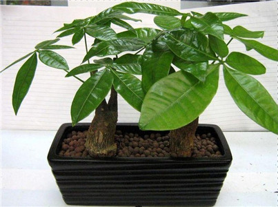 生财挡灾的风水植物 图片3