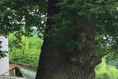 房屋前栽树有什么讲究为何风水不好 图片14 房屋前栽树有什么讲究为何风水不好 图片13