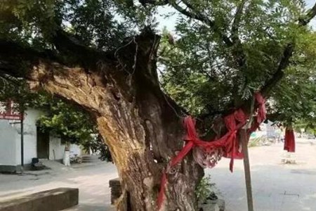 房屋前栽树有什么讲究为何风水不好 图片16 房屋前栽树有什么讲究为何风水不好 图片15