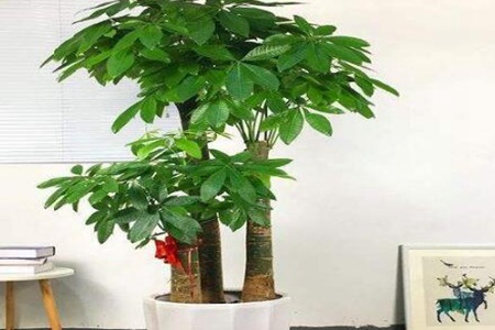 发财树摆放位置风水讲究 家庭摆放方位风水发财 图片1