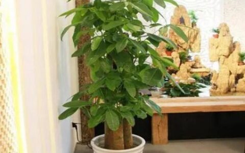 发财树摆放位置风水讲究 家庭摆放方位风水发财