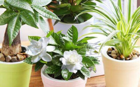 客厅摆什么植物风水好可以增加好运