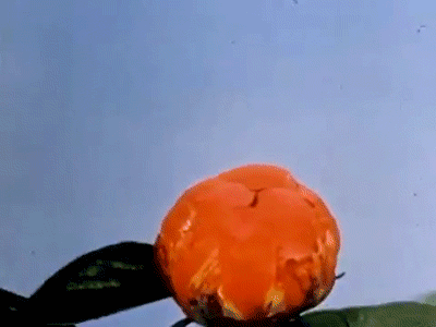 出生在春季会对我们有哪些影响？ 图片7
