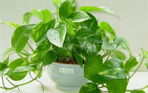 注意！植物摆放不慎会带来霉运