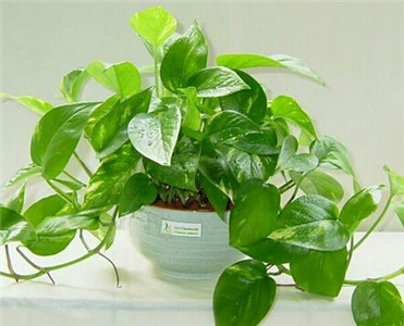 注意！植物摆放不慎会带来霉运 图片1