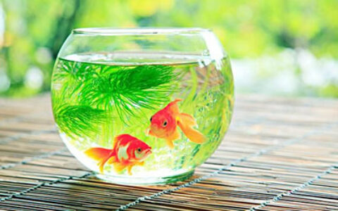 养鱼鱼缸要怎么选择才符合风水