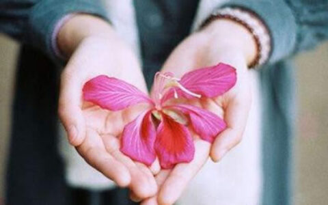桃花位插什么花催桃花有桃花运呢