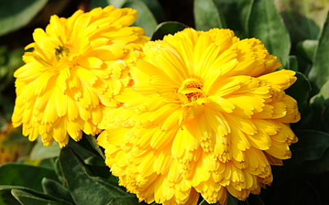办公室里可以放菊花吗？