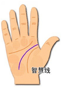 手相智慧线反映性格和生活能力 图片3