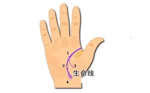 手相分析：生命线与寿命的联系