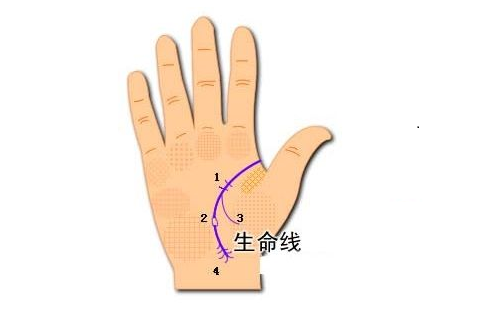 手相分析:生命线与寿命的联系 图片6 手相分析:生命线与寿命的联系 图片5