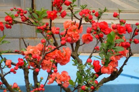 阳台合适种什么花风水好气运好 这四种招财花开花大户又旺运 图片18 阳台合适种什么花风水好气运好 这四种招财花开花大户又旺运 图片17