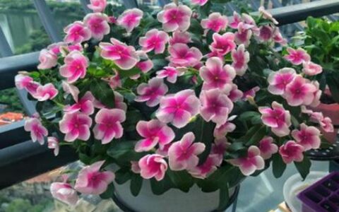 阳台合适种什么花风水好气运好 这四种招财花开花大户又旺运