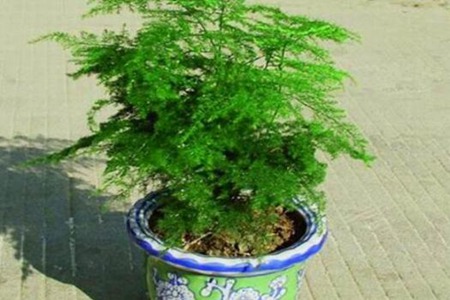 书房摆放什么颜色的花卉植物风水好 图片17
