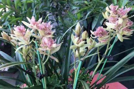 书房摆放什么颜色的花卉植物风水好 图片19