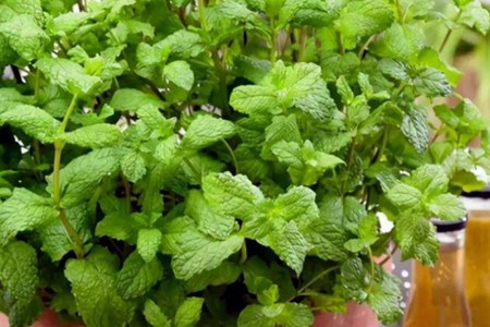 书房摆放什么颜色的花卉植物风水好 图片21