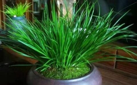 书房摆放什么颜色的花卉植物风水好