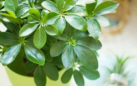 属虎专属植物招财七叶莲摆放方位