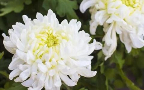 重阳节登高竟然是因为这？别错过了旺运！