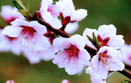 为什么“墙生花草,家风不牢”?这种植物不能种! 图片6 为什么“墙生花草,家风不牢”?这种植物不能种! 图片5