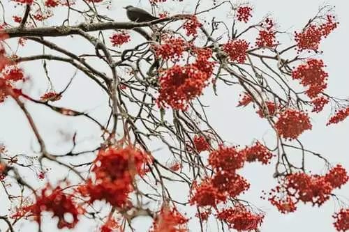 月运 | 每月运程分析，谁将开启新年好运？ 图片15
