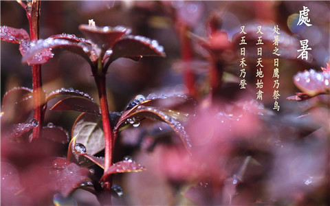 处暑之后福泽绵长的三大生肖 图片1
