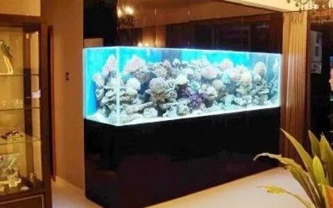 养鱼鱼缸的风水选择