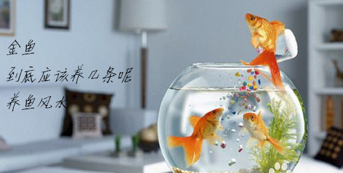金鱼养几条风水好 图片1