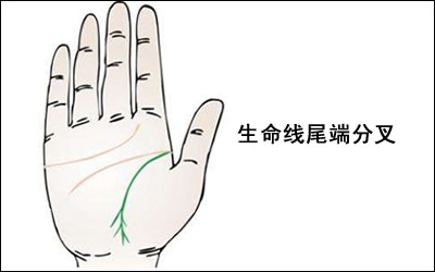 生命线尾端分叉意味着什么有哪些情况 图片1