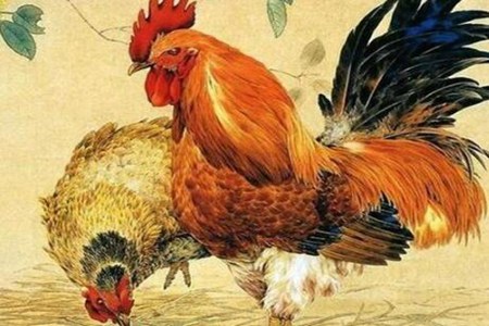 属鸡的今年多少岁?2022年生肖鸡事业感情运势 图片16 属鸡的今年多少岁?2022年生肖鸡事业感情运势 图片15