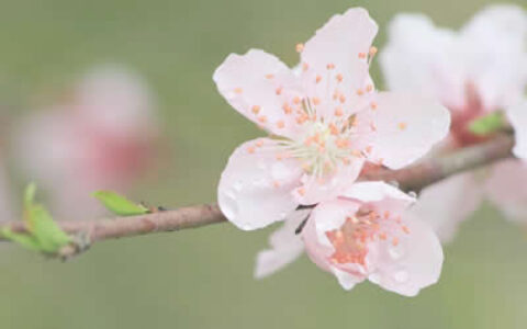 风水上说的招桃花是什么意思
