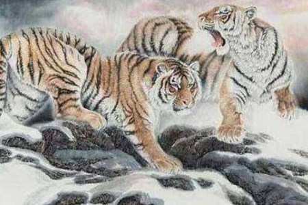 属虎的今年多少岁?2022年生肖虎事业感情运势 图片14 属虎的今年多少岁?2022年生肖虎事业感情运势 图片13