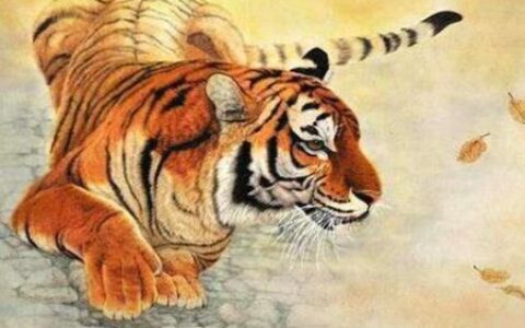 属虎的今年多少岁？2022年生肖虎事业感情运势