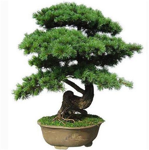五种开运旺财的风水植物，你家有吗? 图片1
