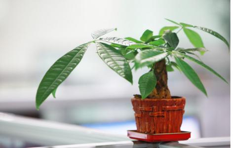 五种开运旺财的风水植物，你家有吗? 图片3