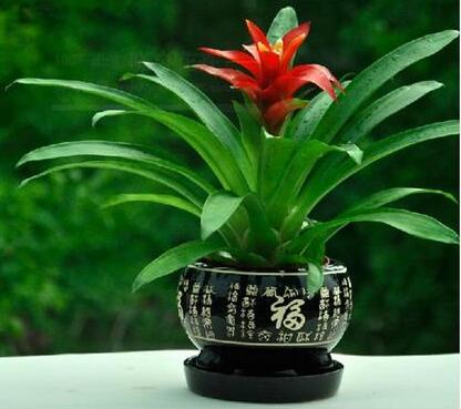 五种开运旺财的风水植物，你家有吗? 图片7
