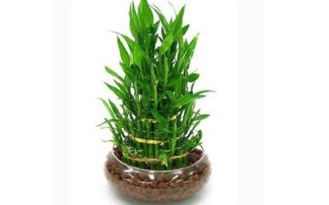 五种开运旺财的风水植物，你家有吗?