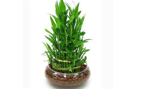 五种开运旺财的风水植物，你家有吗? 图片9