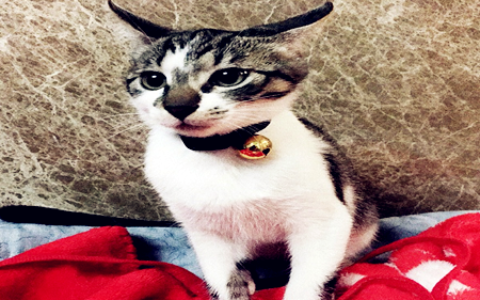 从风水看你家是否能养猫