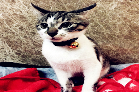 从风水看你家是否能养猫 图片1