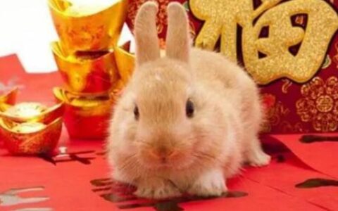 属兔人2022年运势运程每月运程，生肖兔感情事业健康运势
