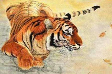 今年是什么生肖年呀？2022生肖虎年本命年解答 图片17