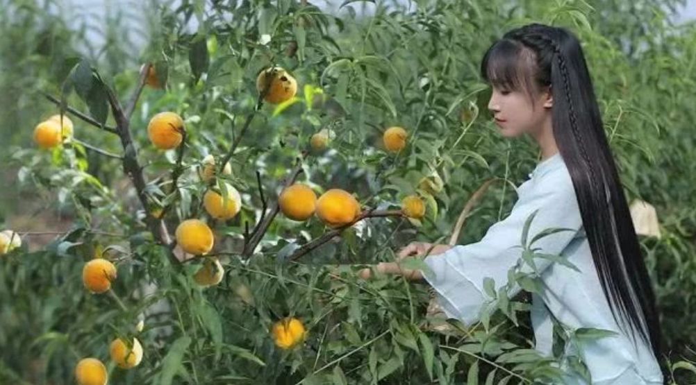 火遍全球的东方仙子李子柒星盘分析：人红是非多 图片15