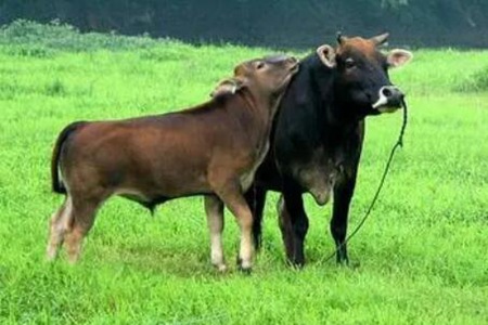 丑牛和什么生肖最配？与这三个属相结合幸福无忧安稳 图片13