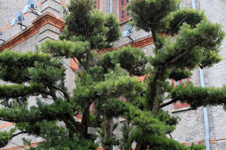 什么树是最好的镇宅树？四种吉祥树高雅大气有品位 图片17