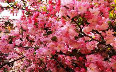 什么树是最好的镇宅树？四种吉祥树高雅大气有品位