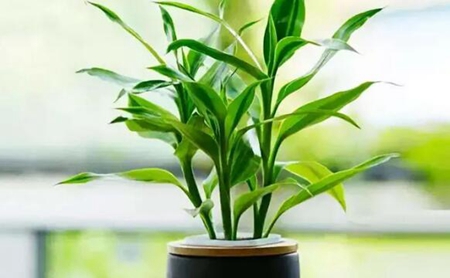 家中绿植这么种，保准你新年一路旺到底！ 图片5