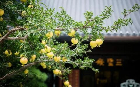 家中绿植这么种，保准你新年一路旺到底！