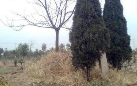 祖坟风水种什么树好墓地旁边适合栽种的植物